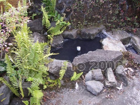 Fish Pond Repair